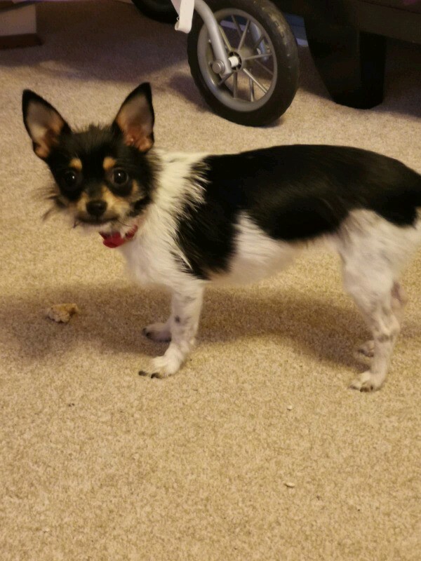 gumtree teacup chihuahua